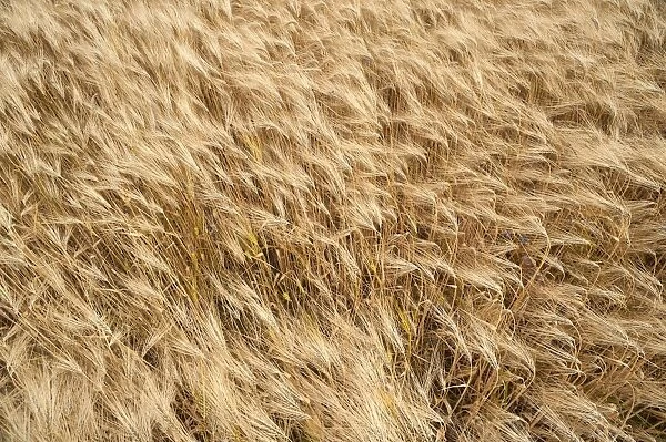 Barley field, ripe Barley -Hordeum vulgare-, Bavaria, Germany