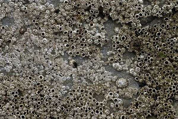 Barnacles -Balanidae- and limpets -Patellidae- in the surf zone on a rock, Faroe Islands, Denmark