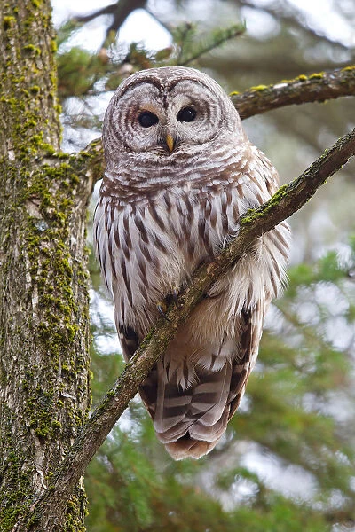 Barred owl perched in tree