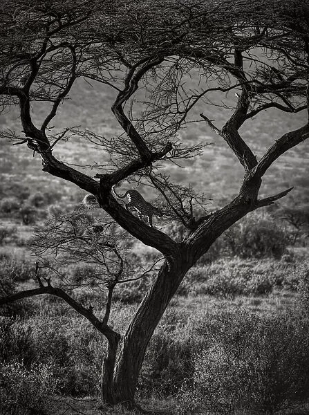 Beautiful Landscape and Backlit Leopard Walking Down Tree in Samburu, Kenya