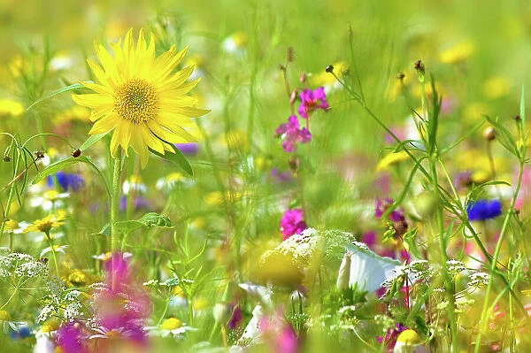 A beautiful summer wild flower meadow with a yellow sunflower