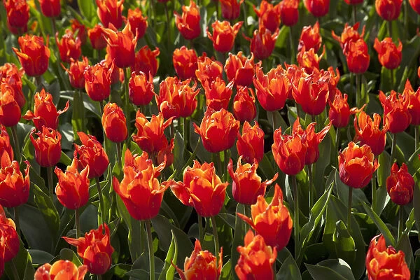 Bed of red Tulips -Tulipa-