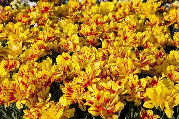 Bed of yellow and red Tulips -Tulipa-