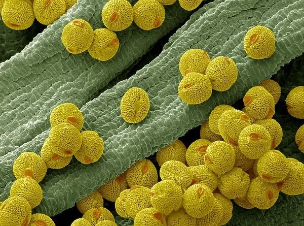 Bellflower pollen, SEM