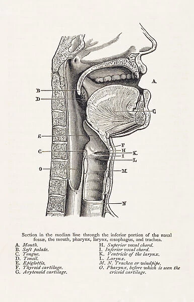 Biomedical Illustration: Mouth  /  Throat Anatomy