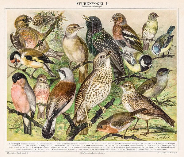 Birds Chromolithograph 1895