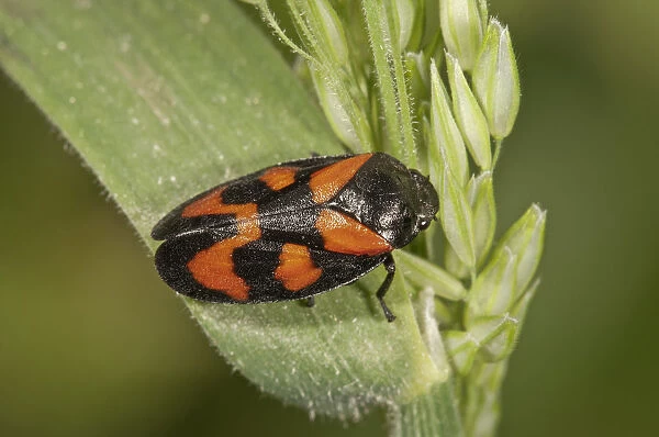 Black-and-red Froghopper -Cercopis vulnerata-, Untergroningen, Abtsgmuend, Baden-Wurttemberg, Germany
