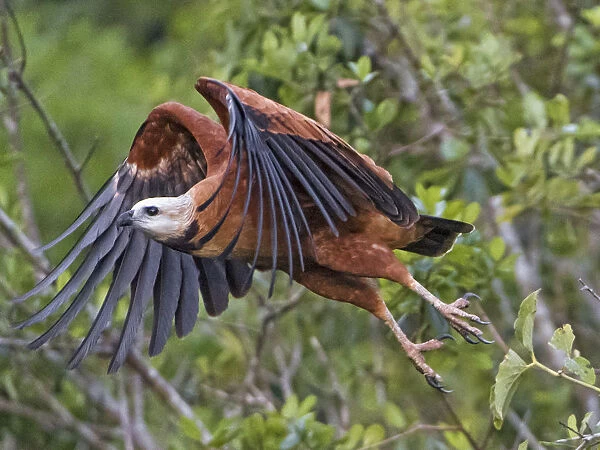 Black collared hawk starting to flight