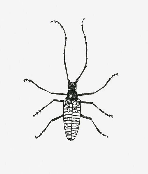 Black and white illustration of insect with antennae