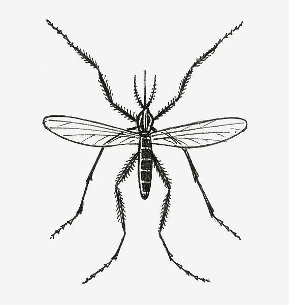 Black and white illustration of a mosquito