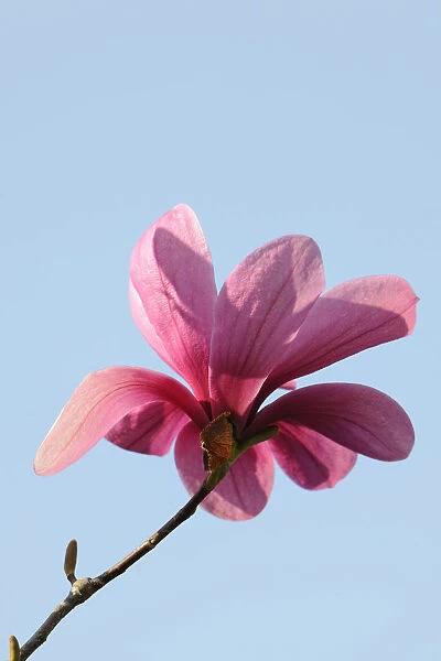 Blossom of a magnolia -Magnolia-, Heaven Scent species