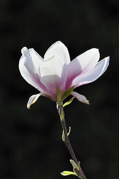Blossom of a saucer magnolia -Magnolia x soulangeana-, Amabilis cultivar