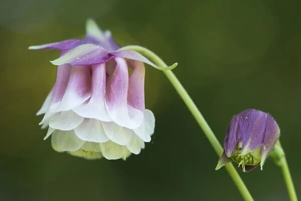 blossoming, columbine, delicate, exterior views, extreme close up, macro, niedersachsen