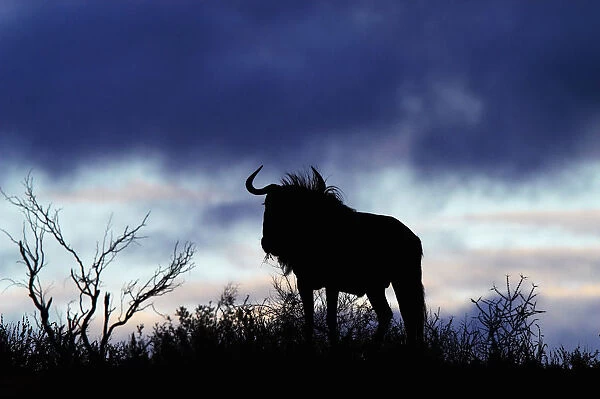 Blue Wildebeest, Kgalagadi Transfrontier NP, RSA