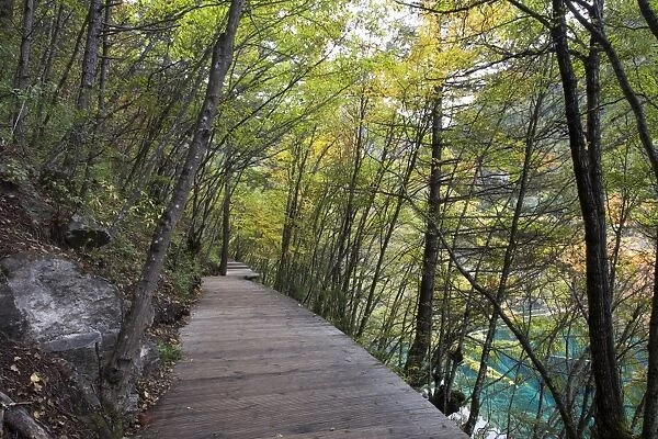 Boardwalk in Jiuzhaigou Valley forest