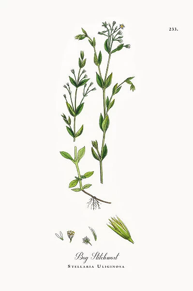 Bog Stitchwort, Stellaria Uliginosa, Victorian Botanical Illustration, 1863