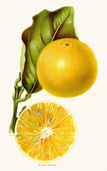 Boone orange illustration 1892
