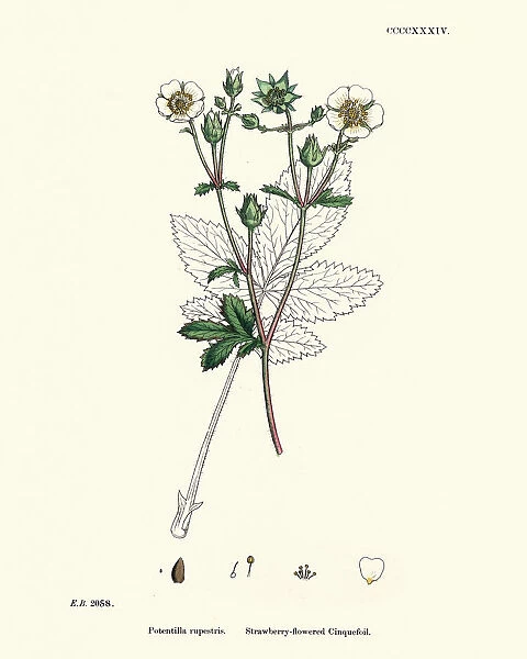 Botanical print, Potentilla rupestris, Strawberry flowered cinquefoil