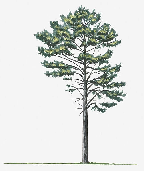 botany, cut out, day, european black pine, evergreen, flora, green, leaf, no people