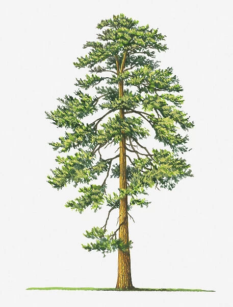 botany, cut out, day, evergreen, flora, green, leaf, no people, outdoors, pinus ponderosa