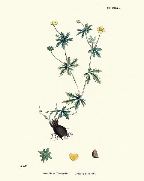 Botany, Potentilla erecta, common tormentil, Flower, plant, botanical print