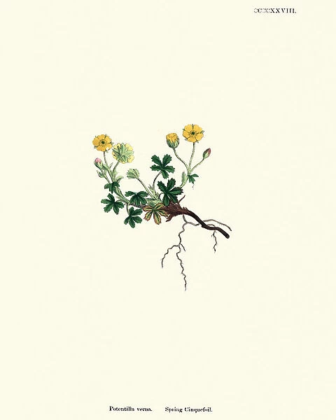 Botany, Potentilla neumanniana, spring cinquefoil, Flower, plant, botanical print