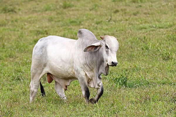Brahman bull - Costa Rica