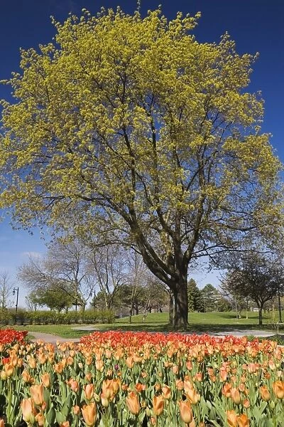 Bright orange and red tulip beds against a deciduous tree in a public garden, Old Terrebonne, Quebec, Lanaudiere, Canada