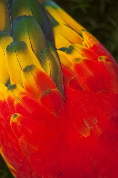 Brightly Coloured Scarlet Macaw Feather Art