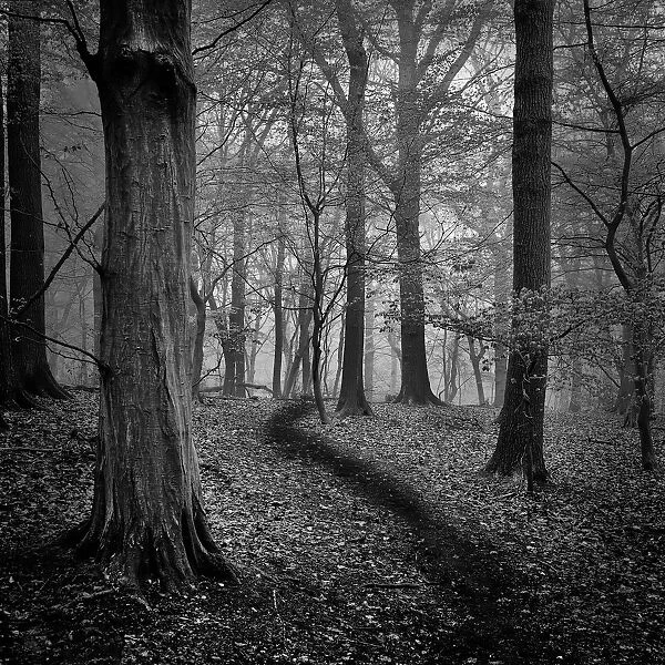 Woods. Broxbourne Woods, Hertfordshire, UK