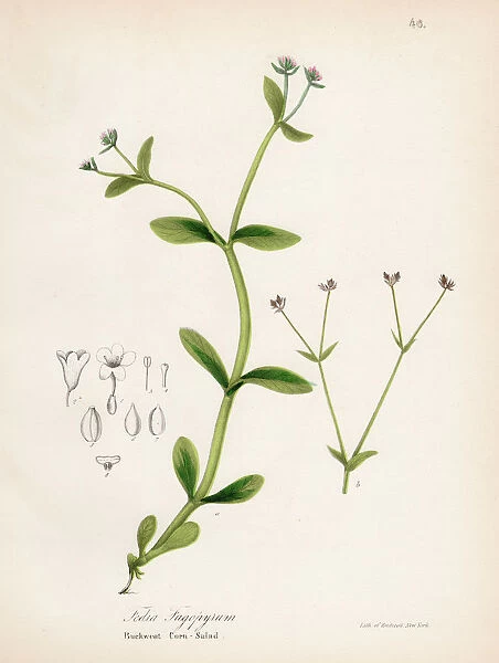 Buckweat Corn-Salad botanical engraving 1843