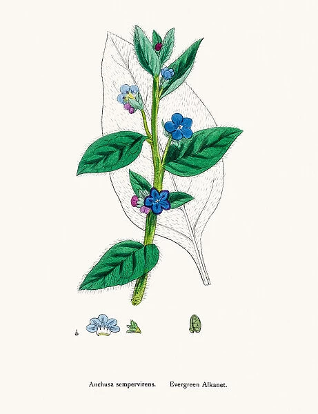Bugloss flower