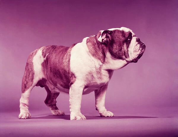 Bulldog. UNITED STATES - CIRCA 1950s: Brown and white bulldog