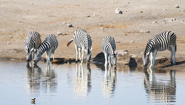 Burchells Zebras -Equus burchellii- drinking, Chudop water hole, Etosha National Park, Namibia