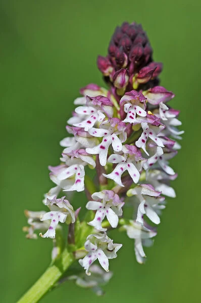 Burnt orchid -Orchis ustulata-