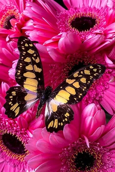Butterfly on pink daises