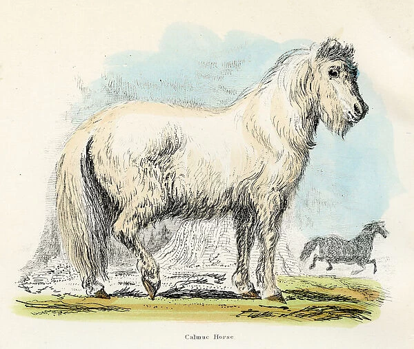Calmuc horse engraving 1893