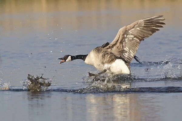 Canada Goose -Branta canadensis- chasing rival, North Rhine-Westphalia, Germany