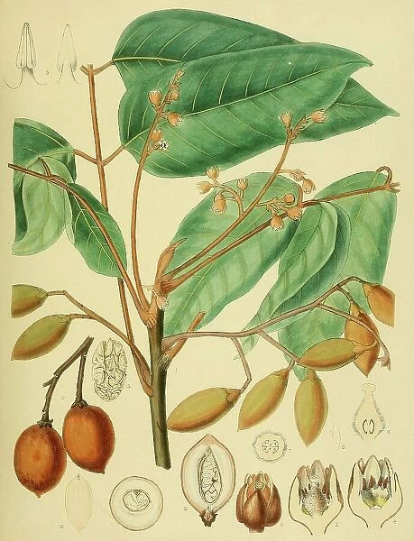 Canarium brunneum, native to Southeast Asia, Sri Lanka, digitally restored historical colour print from 1893