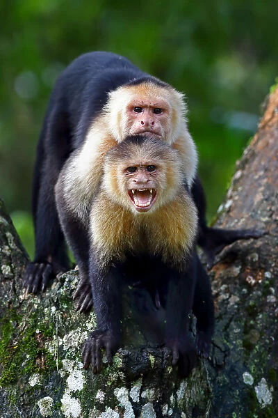 Capuchin monkey photobomb