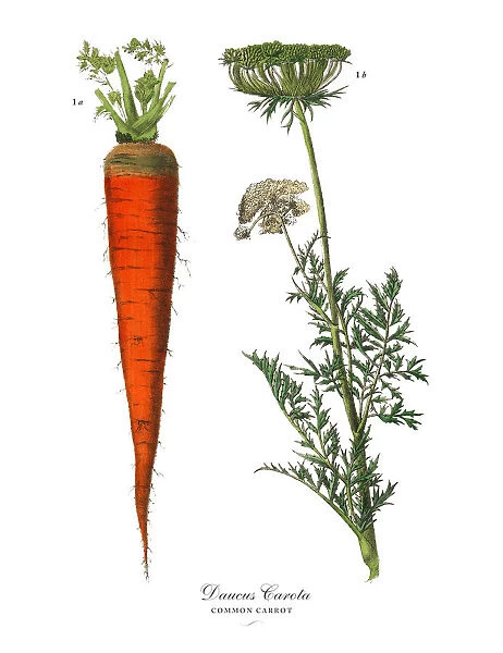 Carrot, Root Crops and Vegetables, Victorian Botanical Illustration