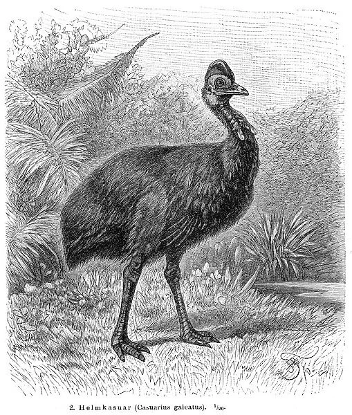 Cassowary bird engraving 1895
