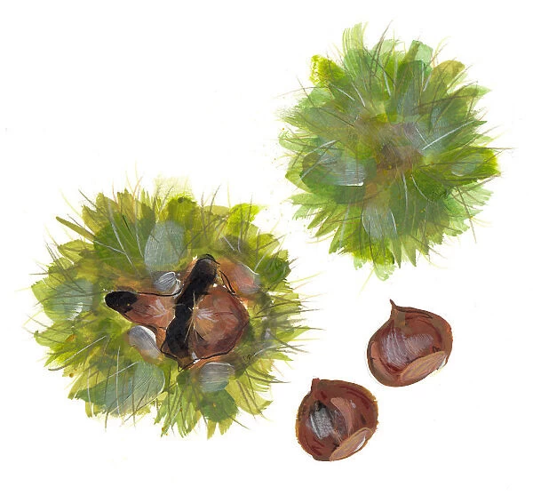 castanea sativa, chestnut, green, nobody, nut, plain background, sweet chestnut