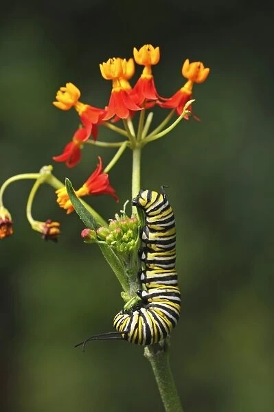 Caterpillar of a monarch butterfly -Danaus plexippus-, eating flower buds of Mexican butterfly weed -Asclepias curassavica-, habitat USA