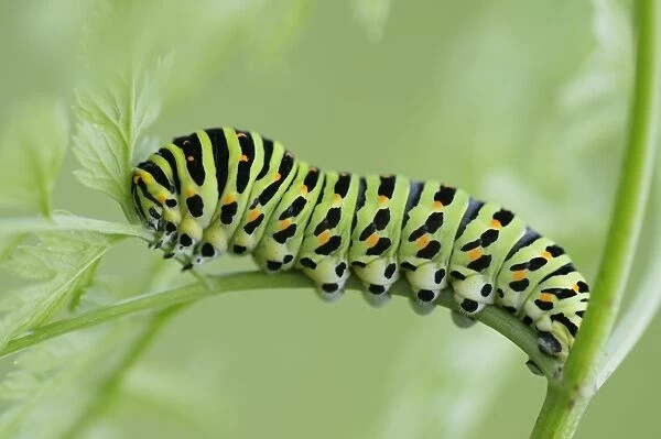 Caterpillar of an Old World Swallowtail -Papilio machaon-, Pleven region, Bulgaria