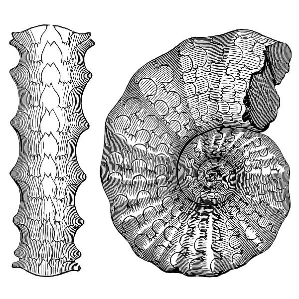 Ceratites is an extinct genus of ammonite cephalopods