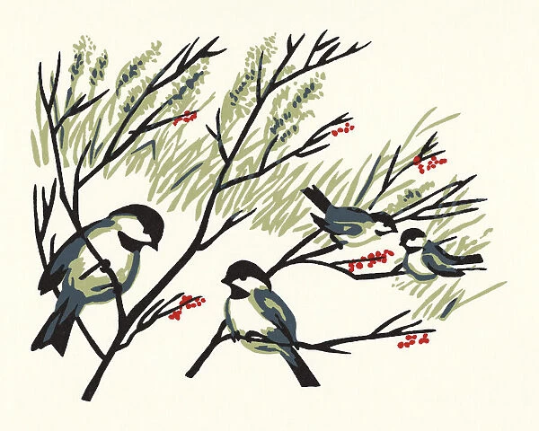 Chickadees in Tree Branches