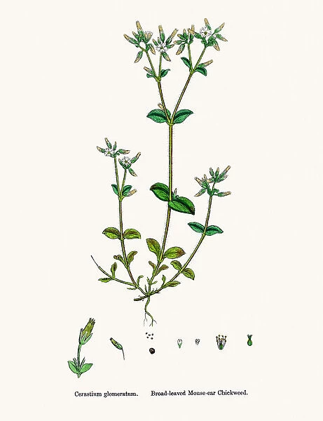 Chickweed plant