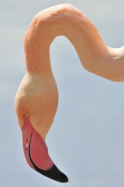 Chilean Flamingo -Phoenicopterus chilensis-, portrait