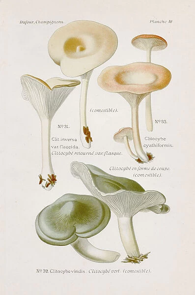 Clitocybe mushroom 1891